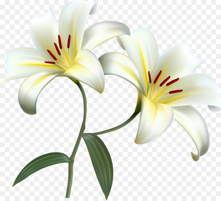 72 Wallpaper Bunga Lily Pictures - MyWeb