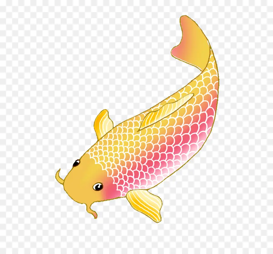 Ikan Koi，Emas PNG