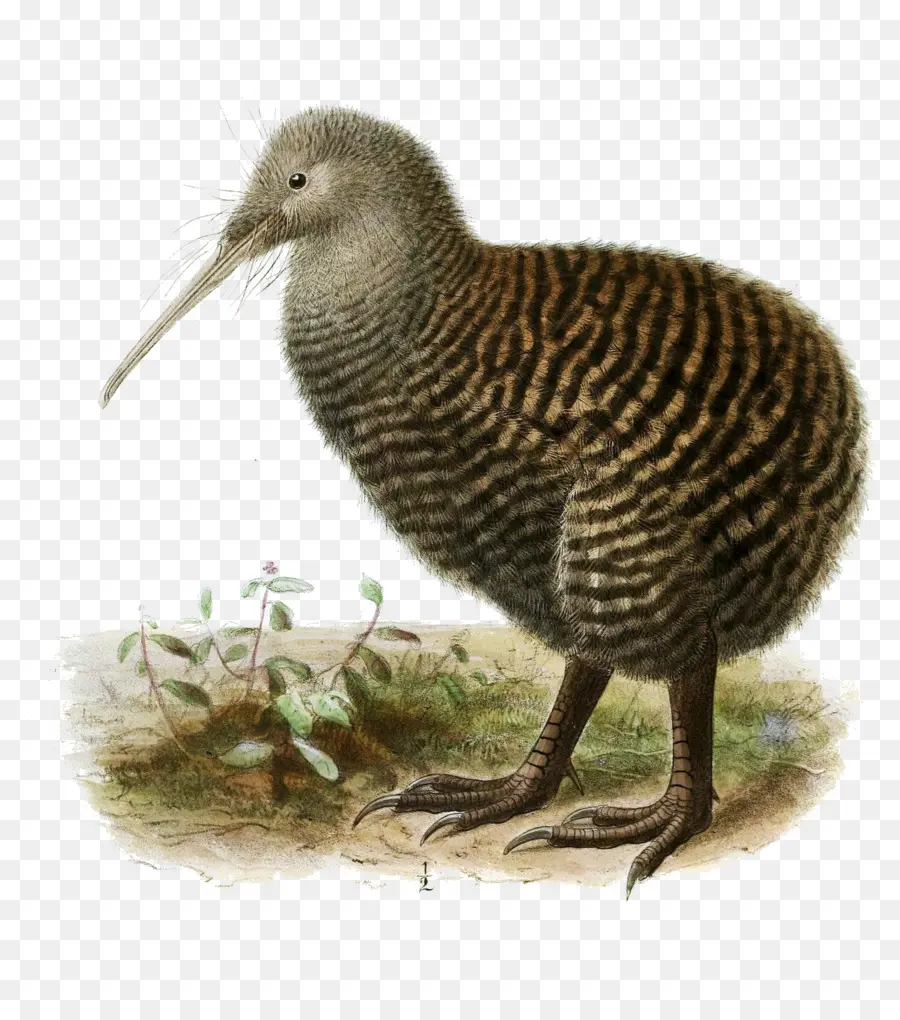 Burung Kiwi，Realistis PNG