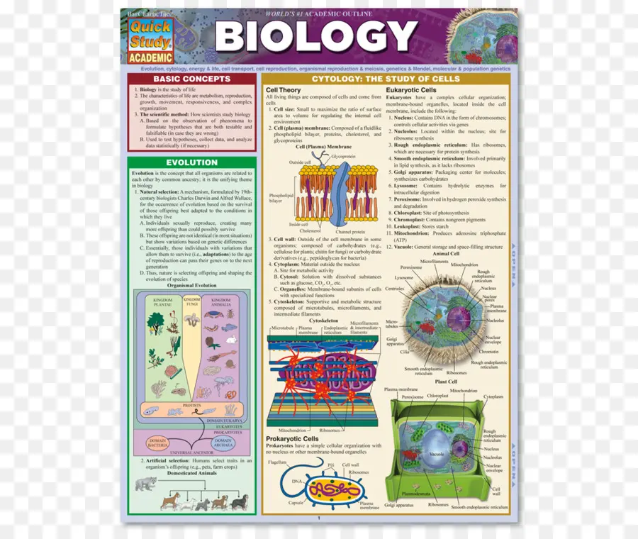 Panduan Belajar Biologi，Sel PNG