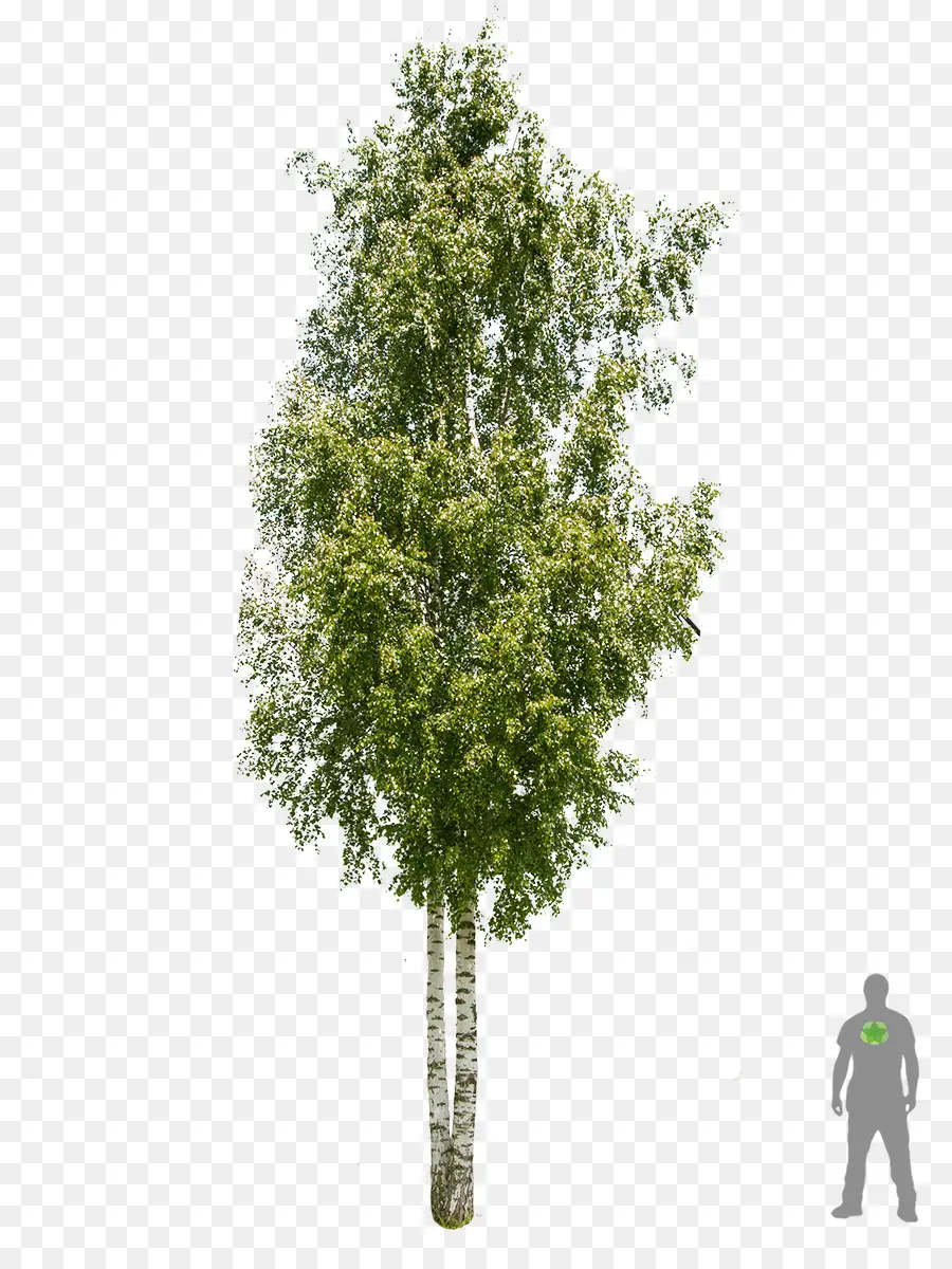 Pohon Tinggi，Birch PNG