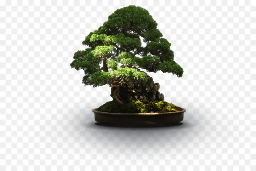Nasional Bonsai Yayasan，Bonsai Untuk Pemula Buku Harian Anda Panduan Untuk Pohon Bonsai Perawatan Seleksi Tumbuh Yang Sesuai Dan Mendasar Bonsai Basics PNG