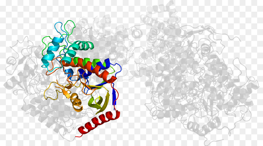 Struktur Protein，Molekul PNG