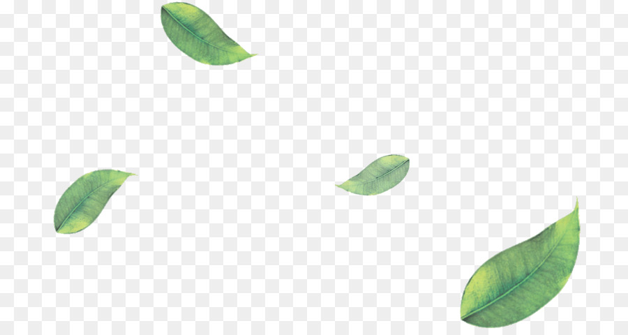 Daun Matcha Png