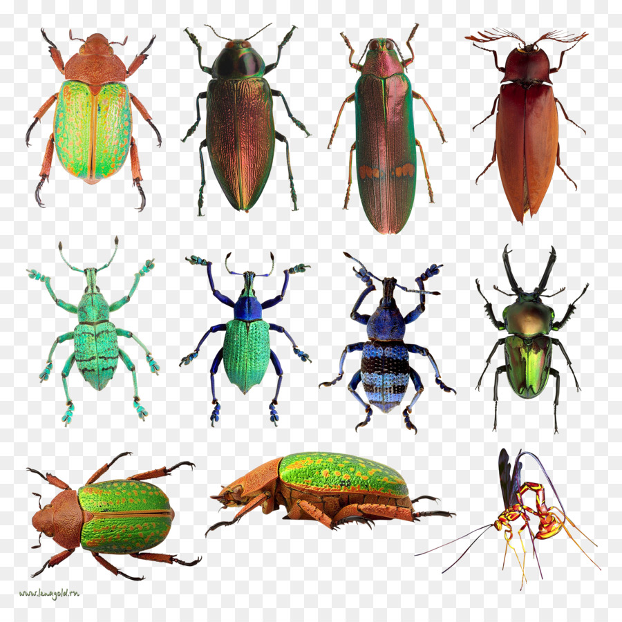 Kumbang Berwarna Warni，Bug PNG