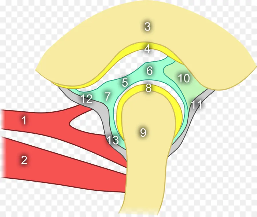 Sendi Temporomandibular，Persendian PNG