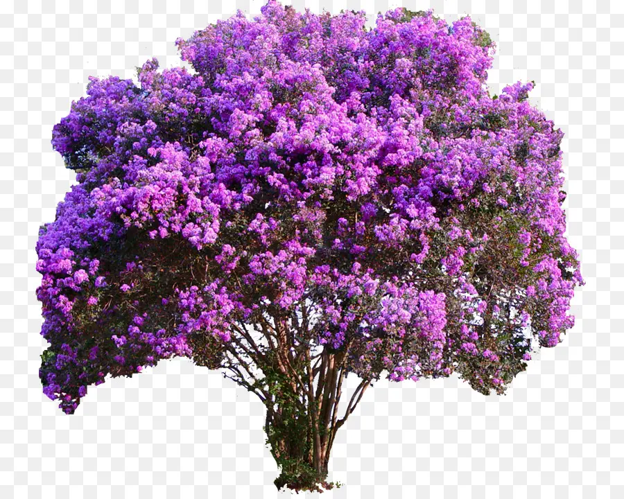 Crepemyrtle，Pohon PNG