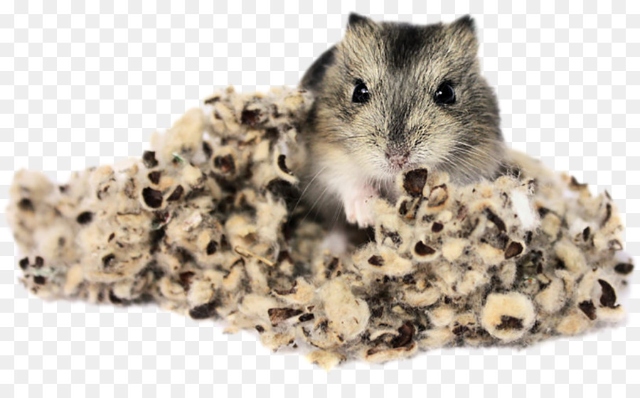 Hamster Di Sarang，Hamster PNG