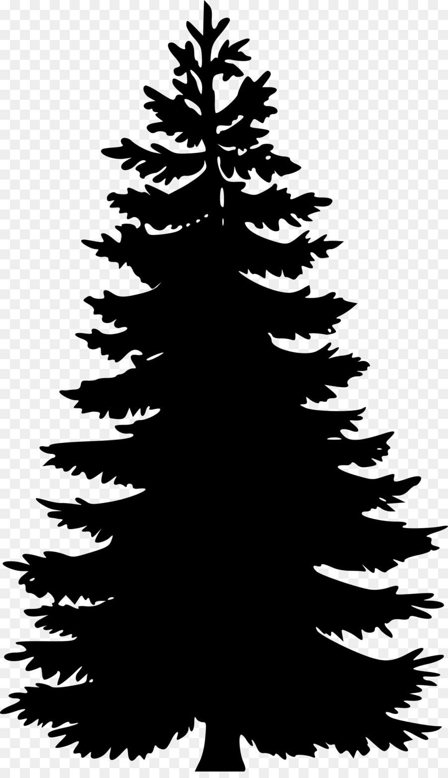 Pinus Pohon Cemara gambar png