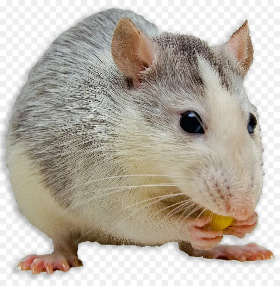 Mouse，Tikus Hitam PNG