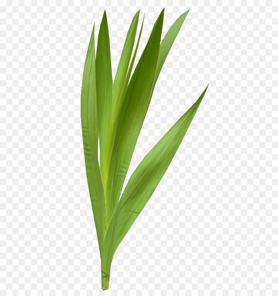 Daun，Bunga PNG