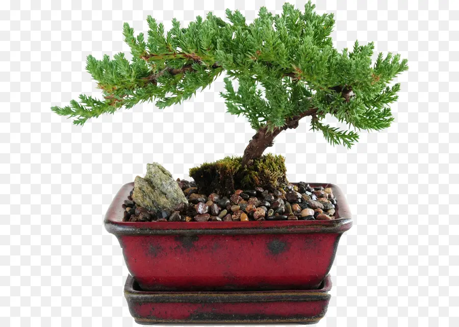 Juniperus Procumbens，Juniperus Chinensis PNG