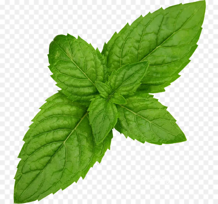 Daun Mint Hijau，Herba PNG