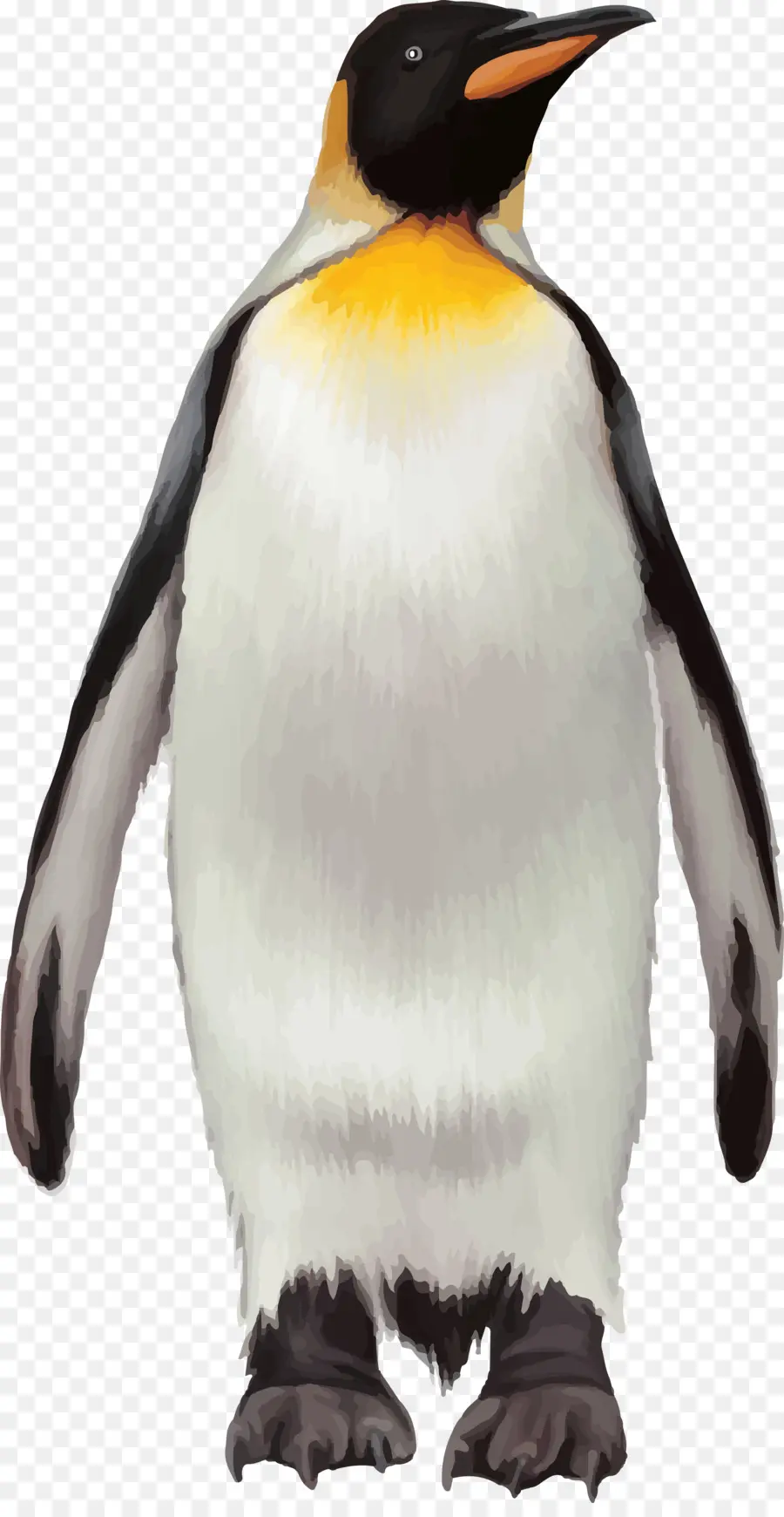Penguin，Vektor PNG