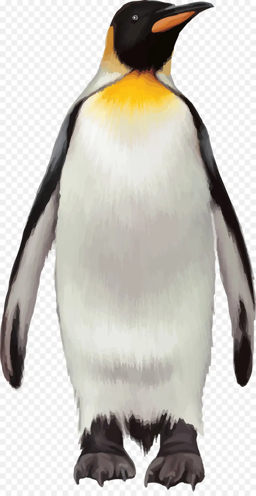 Penguin，Burung PNG