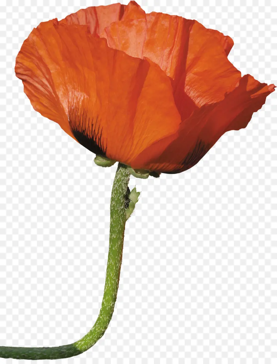 Umum Poppy，Opium Poppy PNG