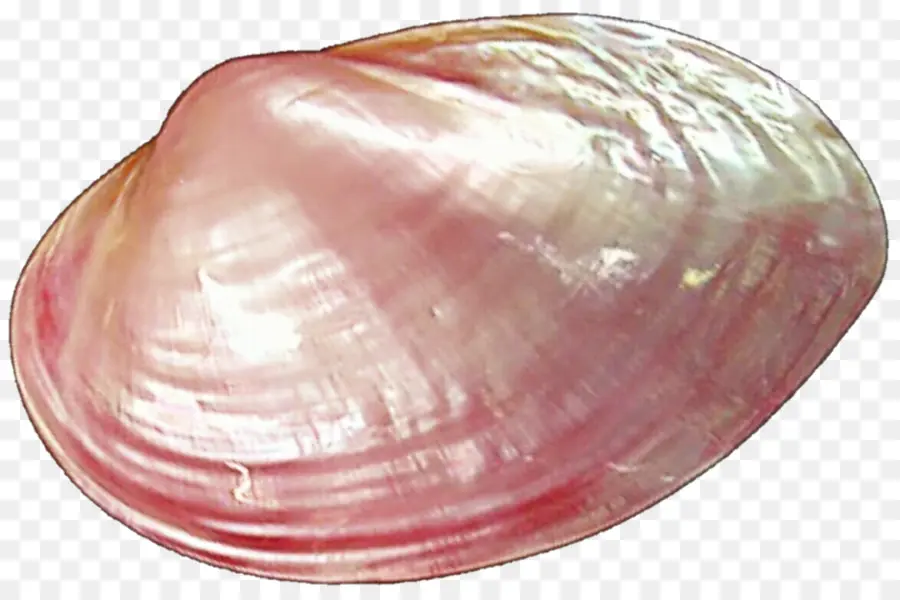 Kerang，Tiram PNG