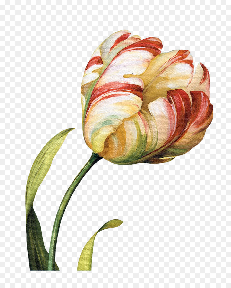 Bunga，Tulip PNG