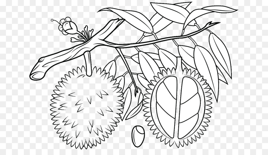 Mewarnai Gambar Pohon Rambutan - GAMBAR MEWARNAI HD