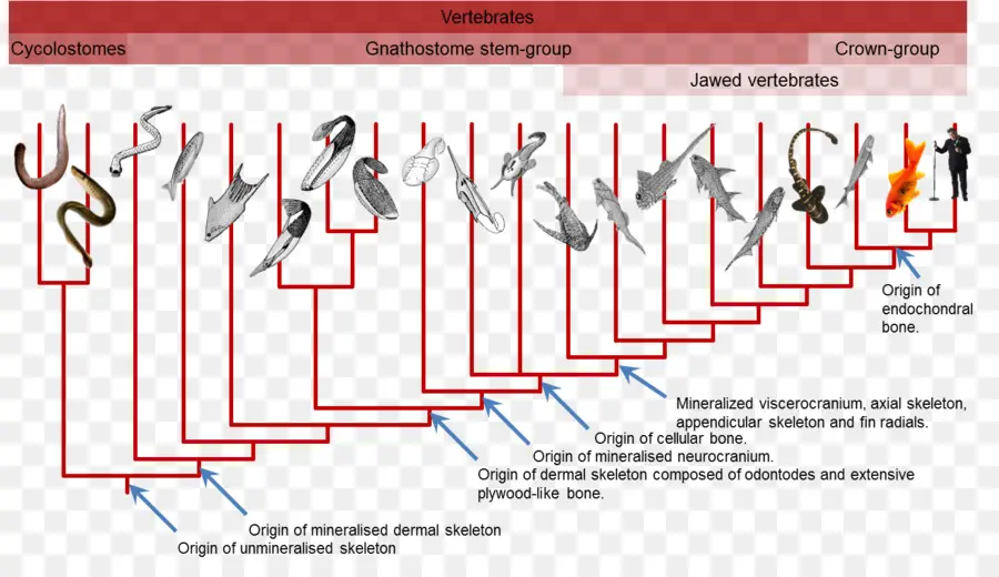 Vertebrata，Evolusi PNG