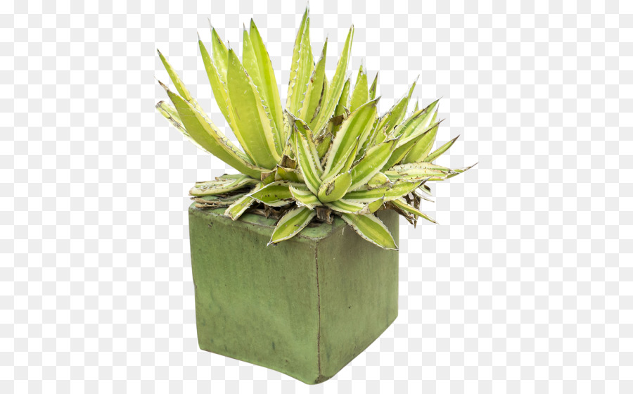  Pabrik Pot Bunga  Agave gambar png