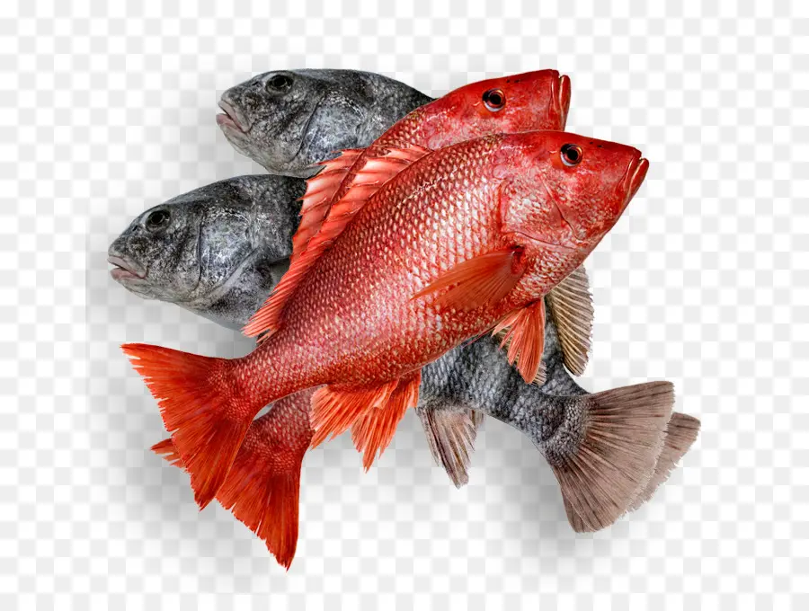 Ikan，Ikan Kakap Merah PNG