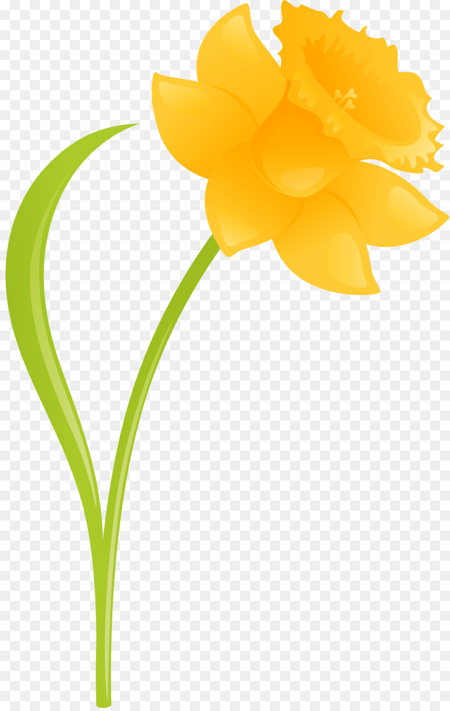 Daffodil，Bunga Potong PNG