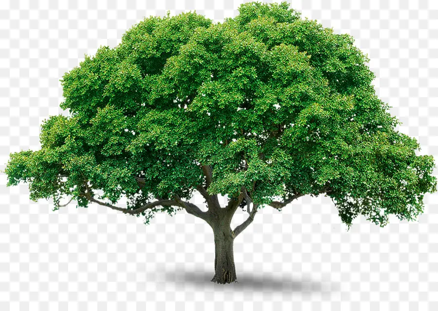 Pohon，Stiker PNG