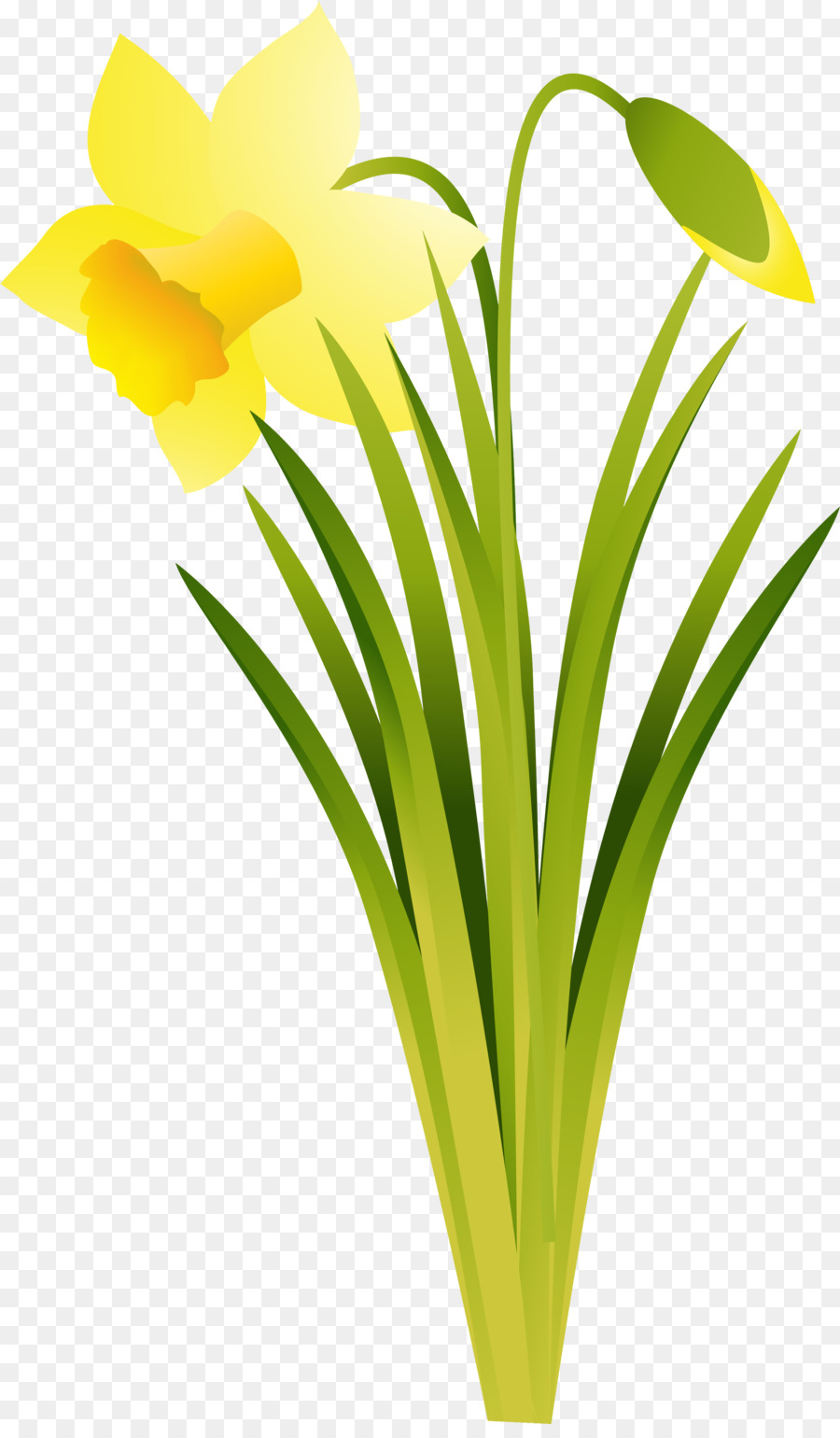 Narcissus，Daffodil PNG