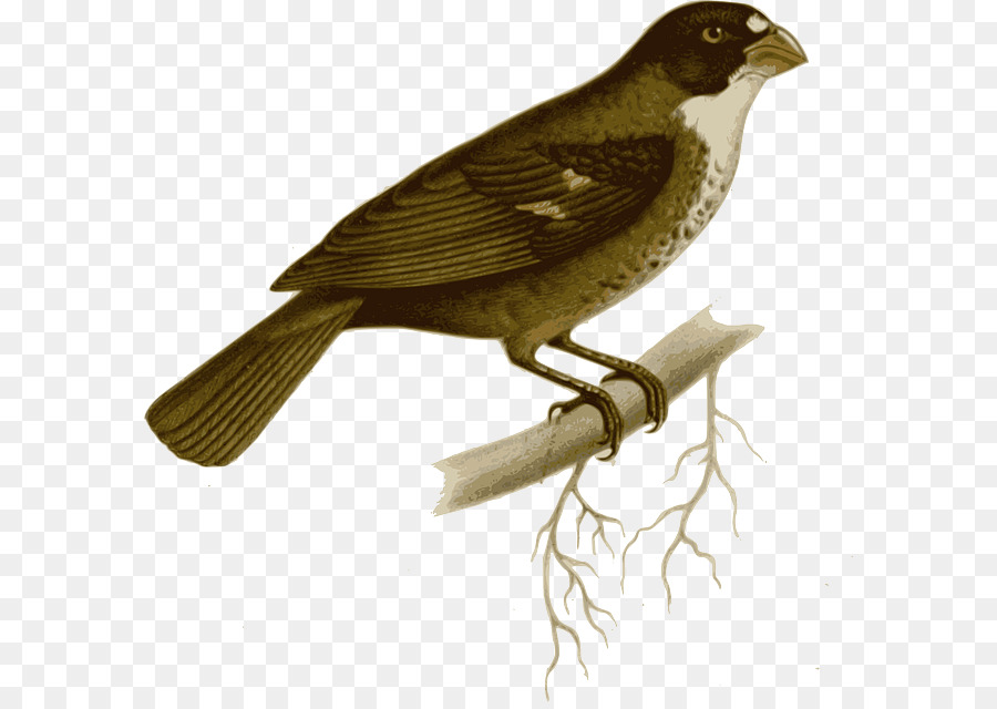 Tanager，Buffyfronted Seedeater PNG