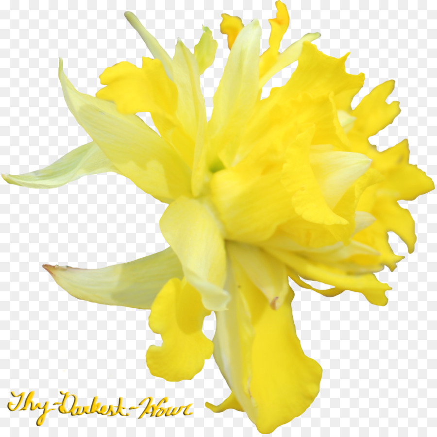 Bunga，Daffodil PNG