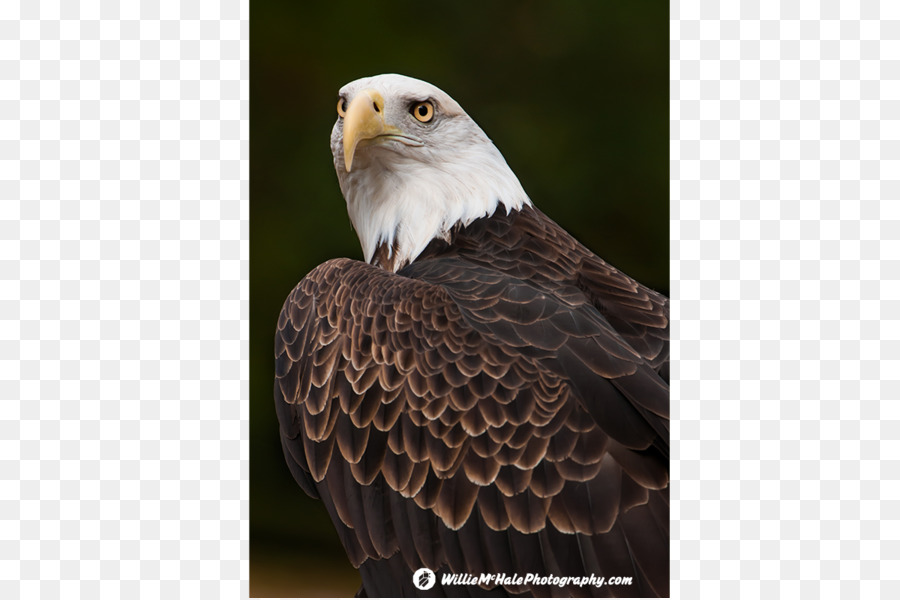 Burung，Burung Hantu PNG