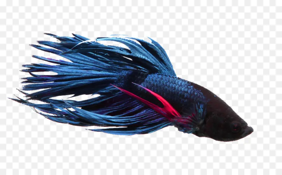 Ikan Biru，Akuatik PNG