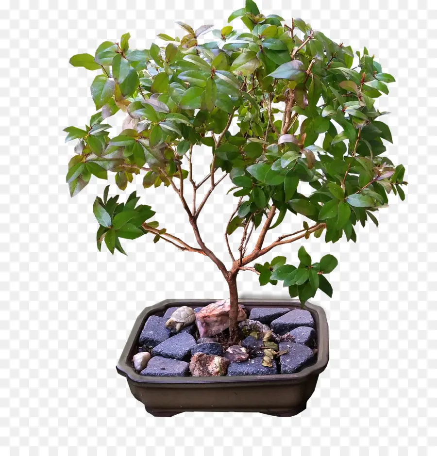 Pohon Bonsai，Daun Hijau PNG