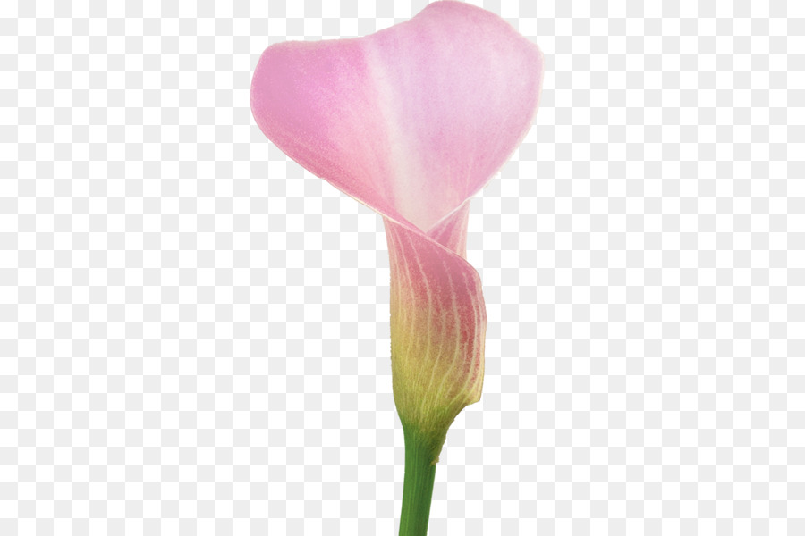 Calla Lily Merah，Tanaman PNG