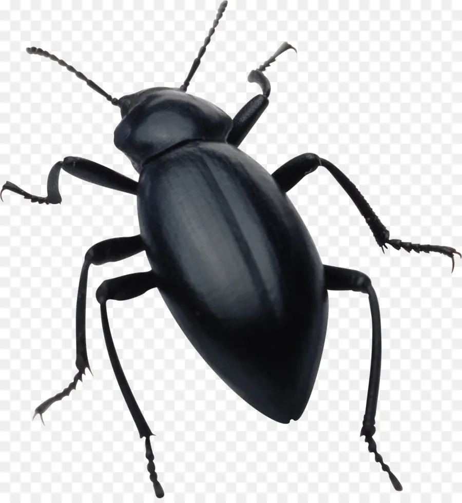 Kumbang，Gambar PNG