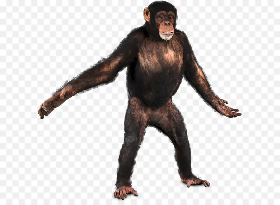 Simpanse，Primata PNG