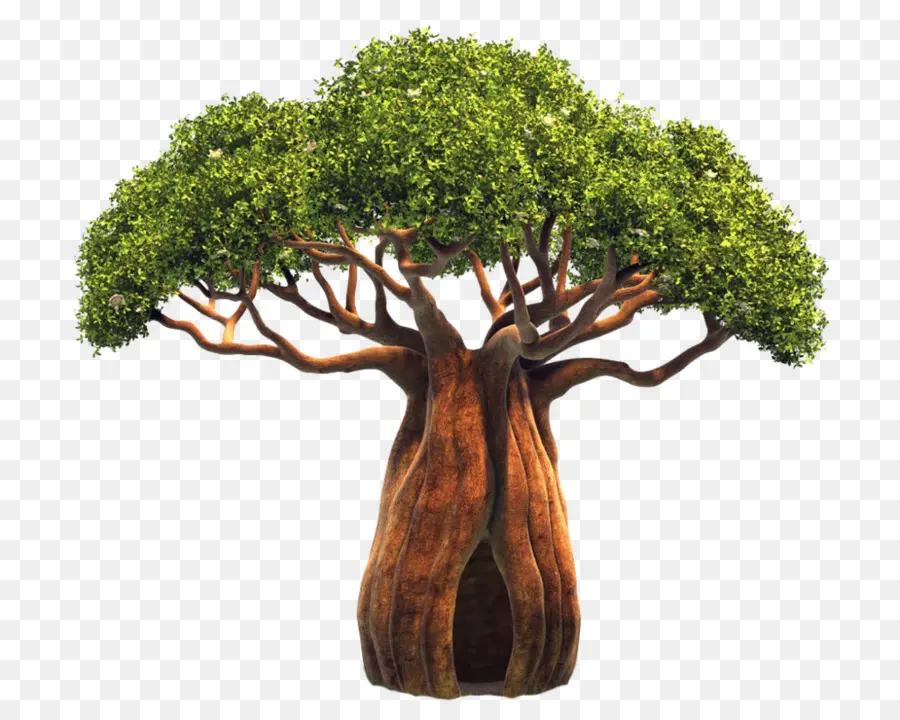 Adansonia Digitata，Pohon PNG