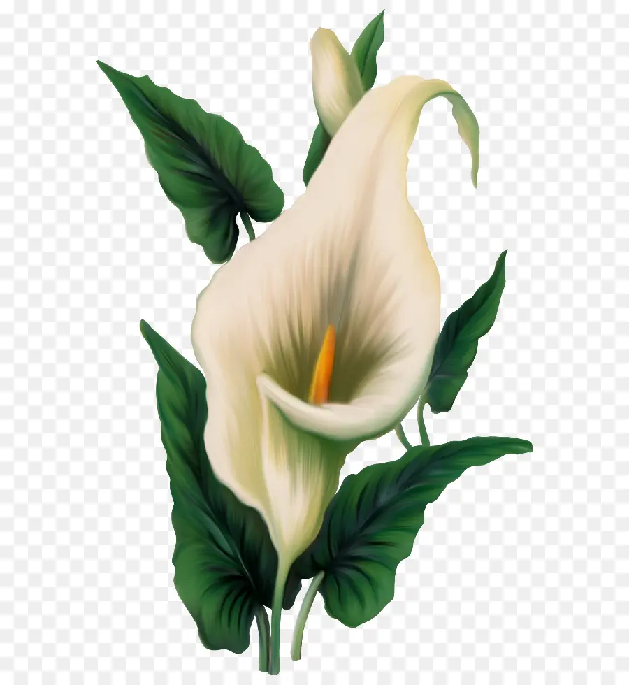 Calla Lily Putih，Daun Hijau PNG