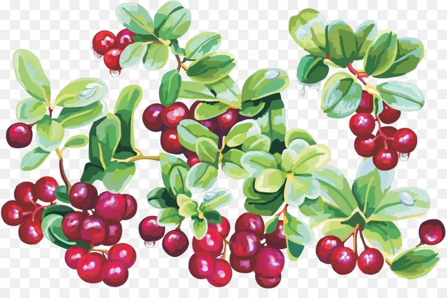 Berry Merah，Buah PNG