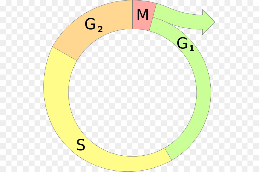 siklus sel sel mitosis gambar png png download id