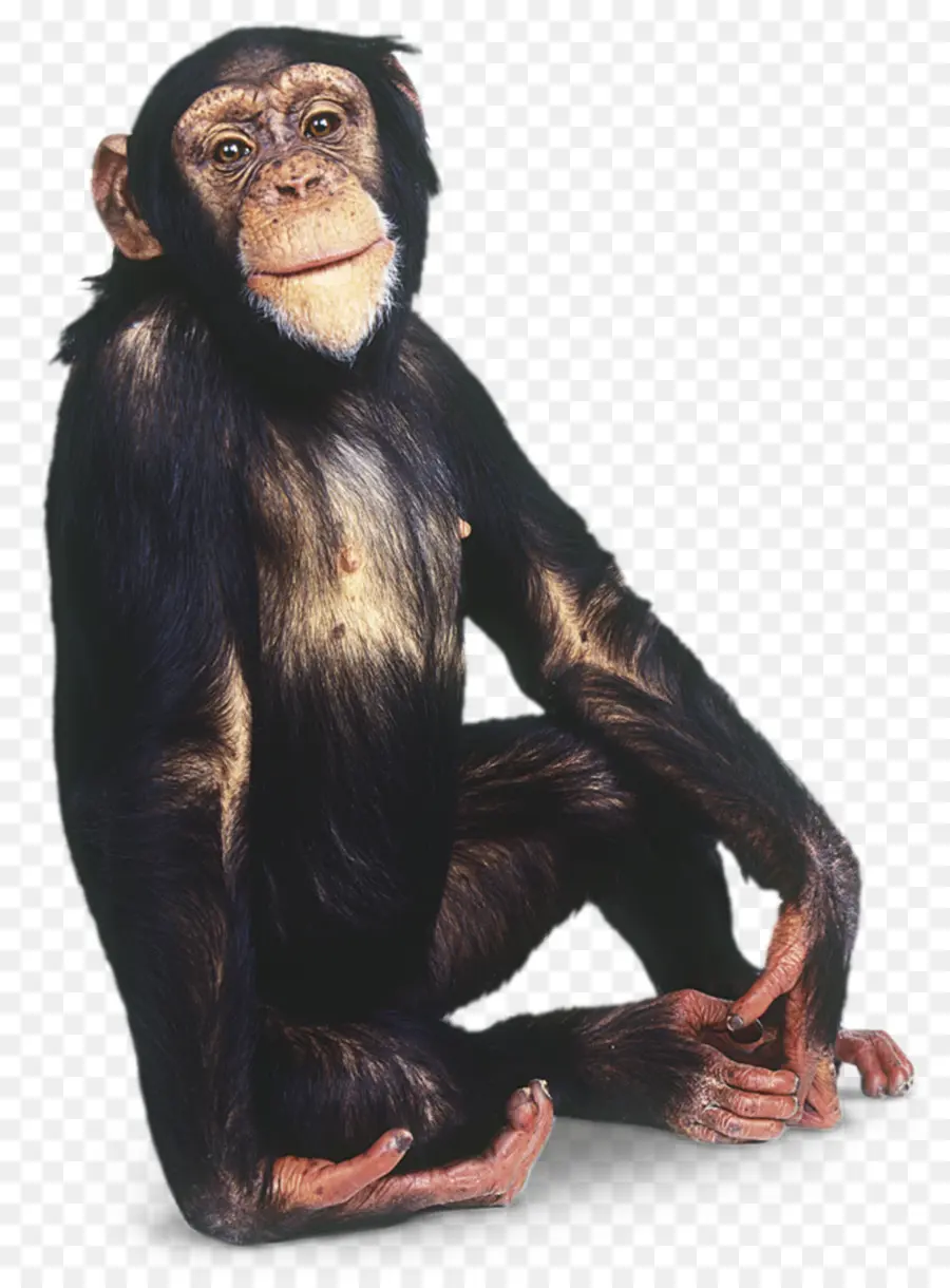Gorila，Simpanse PNG