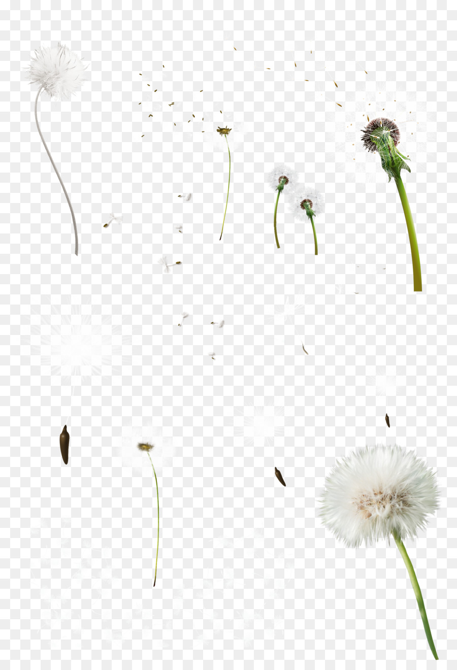 Umum Dandelion，Gigi PNG