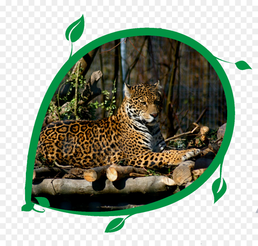 Jaguar，Macan Tutul PNG