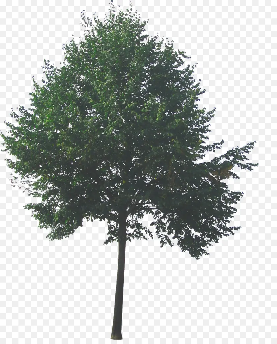 Pohon，Informasi PNG