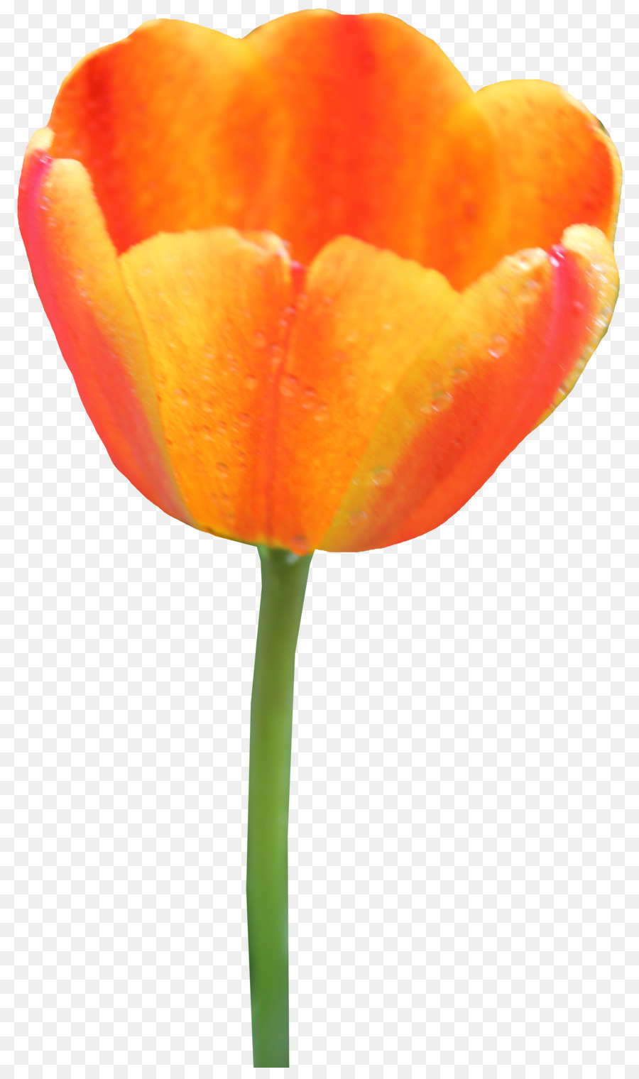 Tulip，Ikon Komputer PNG