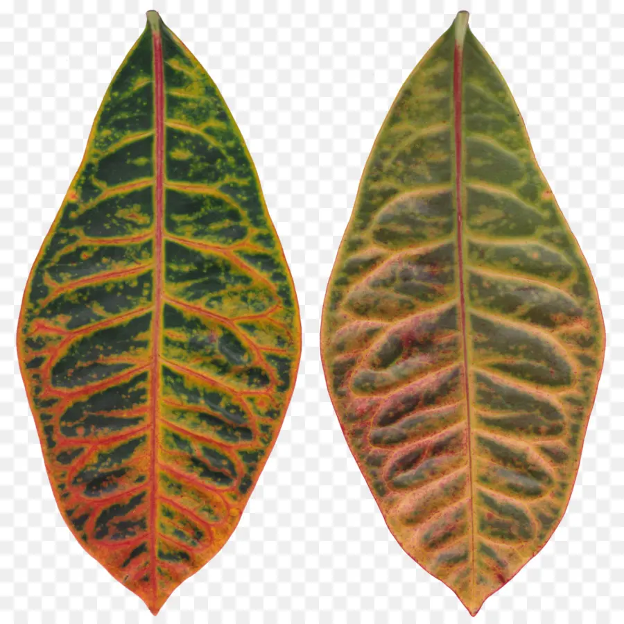 Daun，Rushfoil PNG