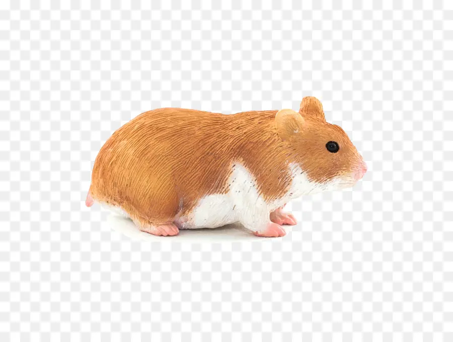 Hamster Coklat Dan Putih，Peliharaan PNG