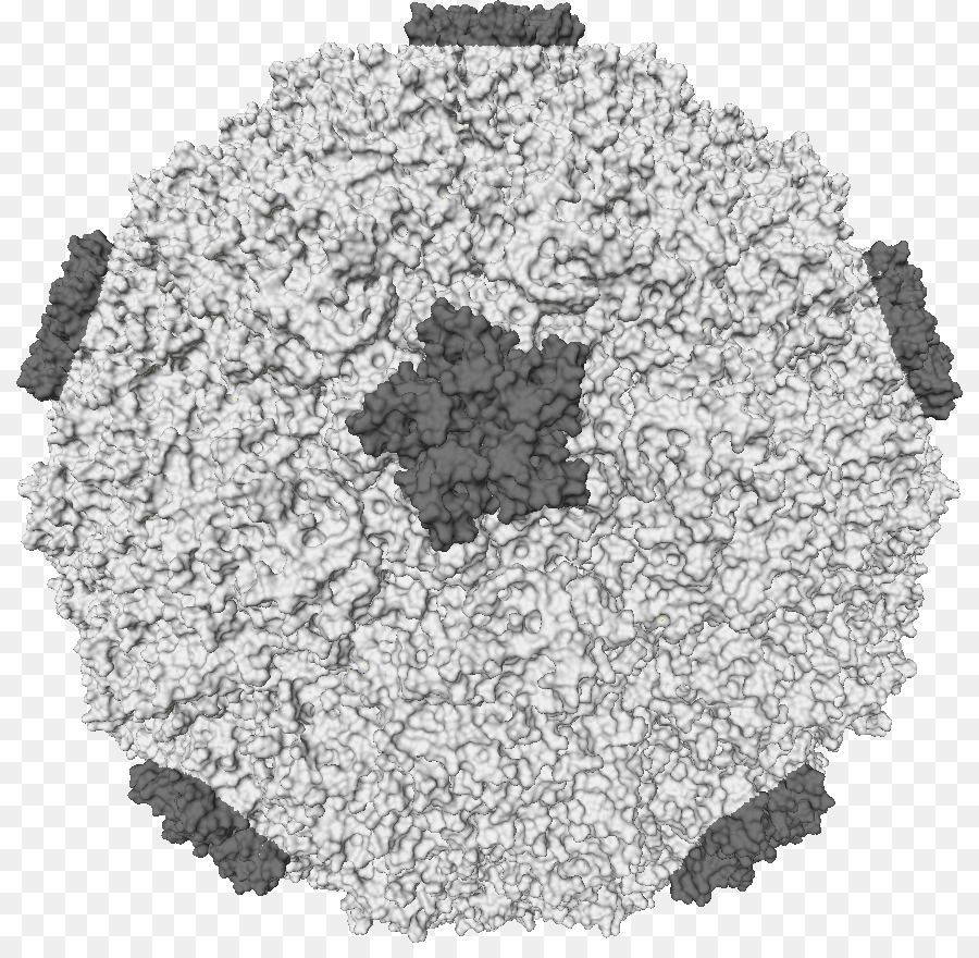 Rhinovirus，Virus PNG