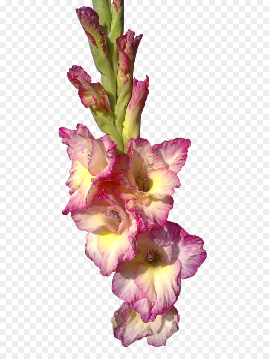 Bunga Gladiol Bunga Potong Gambar Png